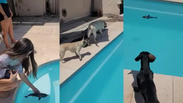 Los perritos se asustaron al ver el tiburón a control remoto. Foto: captura de YouTube