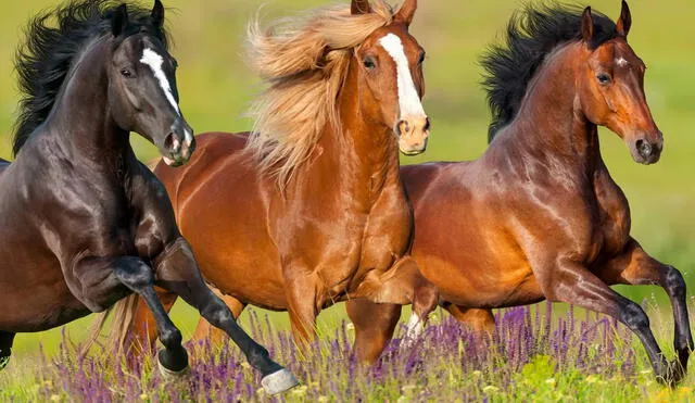 Los caballos representan fuerza y libertad en distintas culturas. Foto: bekiamascotas