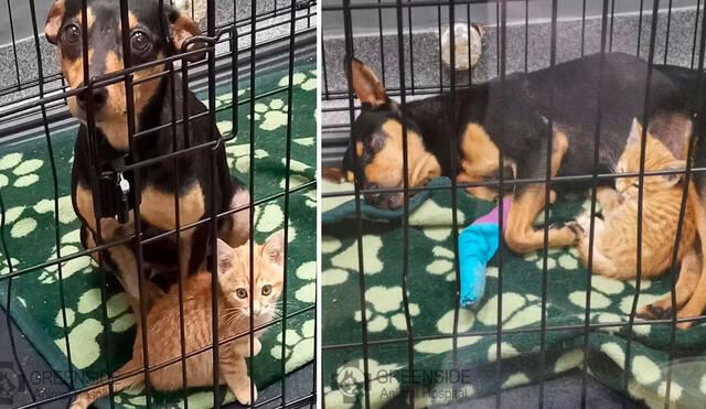 Los encargados del lugar descubrieron que la felina se escapó de su jaula para acompañar a su ‘nueva amiga’ en su primer día dentro del centro de salud. Foto: Greenside Animal Hospital
