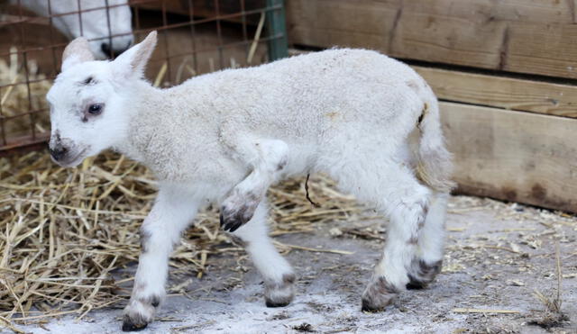 Adorable corderito que nació el 22-2-22 se vuelve viral por tener 5 patas. Foto: captura de YouTube.