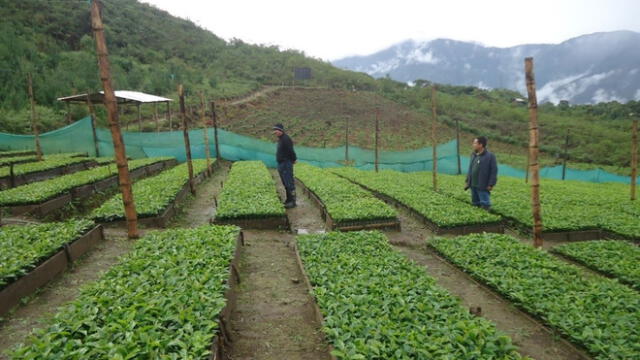 Viveros de Amazonas producen plantones de café para mejorar producción en dicha región. Foto: GRA.