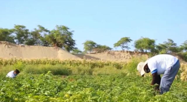 Los agricultores piden medidas inmediatas para evitar crisis en su sector. Foto: La República