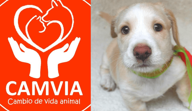 Camvia es una organización que se dedica al rescate de animales en condición de abandono. Descubre cómo puedes apoyar en esta nota. Foto: Camvia