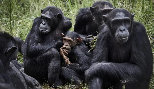Los monos se asocian con la inteligencia, felicidad y creatividad en el mundo de los sueños: Foto: efeverde