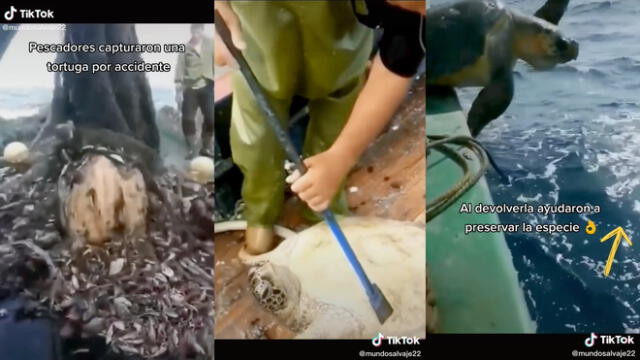 Los pescadores le dieron los cuidados necesarios a la tortuga. Foto: captura de TikTok