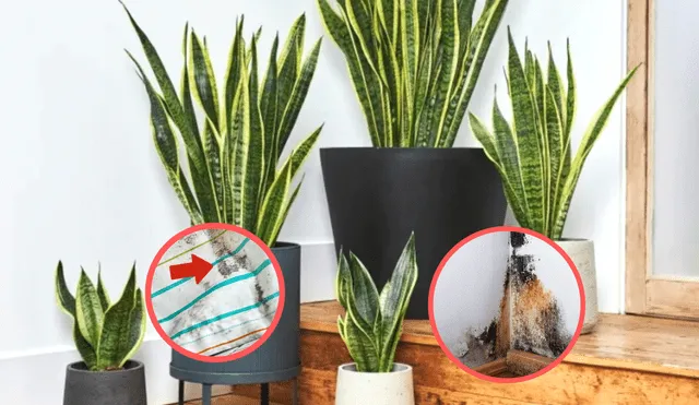 ¿No sabes como quitar el moho y la humedad del interior de tu vivienda? Considera estas tres hermosas plantas para lograrlo. Foto: composición de LR/ Pinterest
