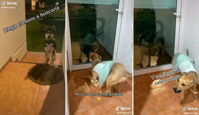 La perrita se emocionó mucho al ver que su amigo canino iba a visitarla a su casa. Foto: captura de TikTok