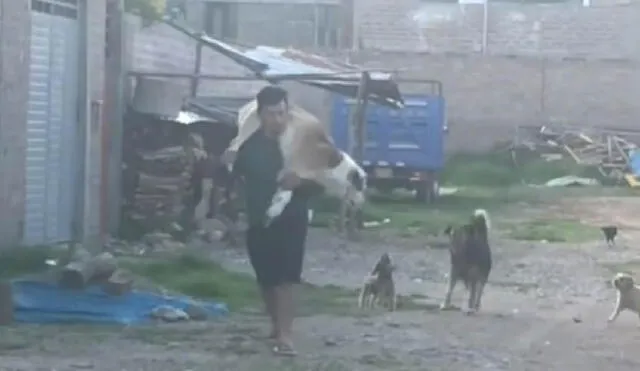 El perrito dejó que su amo lo cuidara todo el trayecto de regreso a su casa. Foto: captura de TikTok