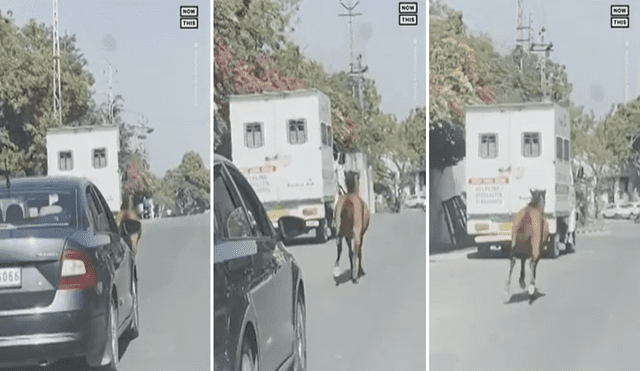 El caballo no se detuvo en ningún momento con la finalidad de alcanzar el vehículo donde era trasladada la yegua. Foto: captura de YouTube