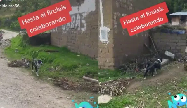 El perrito jaló varias ramas de eucalipto a su casa para ayudar a su dueño. Foto: captura de TikTok