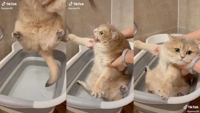 El gatito quería salirse de la tina con agua. Foto: captura de TikTok