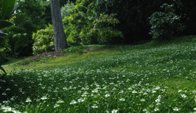 Opciones muy bonitas para sustituir el césped de tu jardín sin renunciar a la belleza ecológica de un prado verde. Foto: Brigitte Rieser/ Flickr