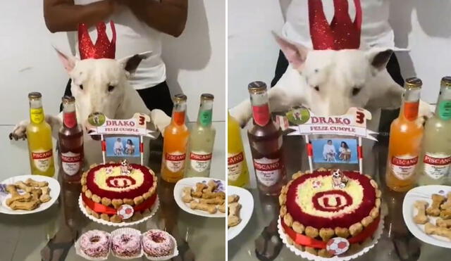 Los usuarios de las redes reaccionaron al viral clip y elogiaron al "perrito hincha" de Universitario. Foto: captura de TikTok