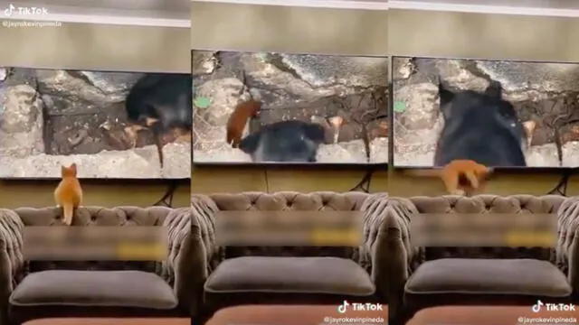 El gatito saltando del sofá a la pantalla de Televisión. Foto: captura de TikTok