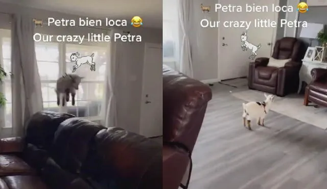 La mascota hizo de las suyas para divertirse en su casa. Foto: captura de TikTok