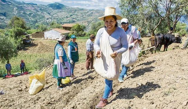 Focalizado. Pequeños productores con hasta 5 hectáreas podrían acceder a financiamiento por hasta S/ 50.000. Foto: La República