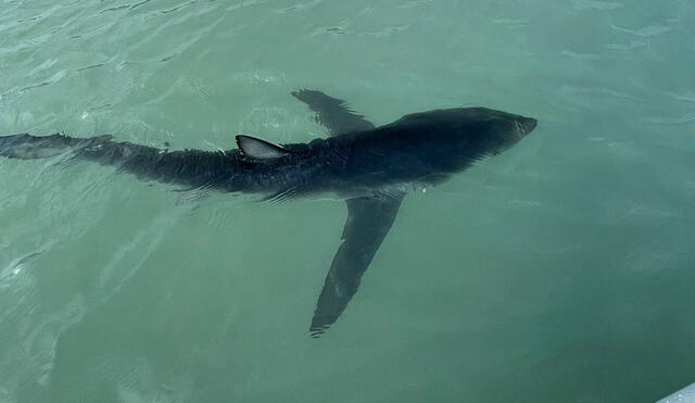 Tiburón fue visto por pescadores y deportistas de la zona. Foto: Twitter