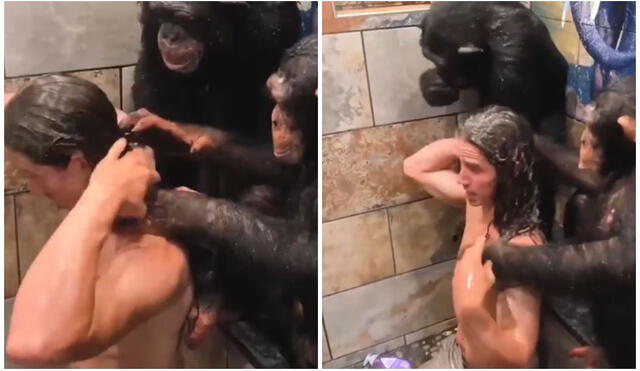 Tiernos chimpancés ayudan a joven a lavarse el cabello y sorprenden TikTok. Foto: captura de TikTok.