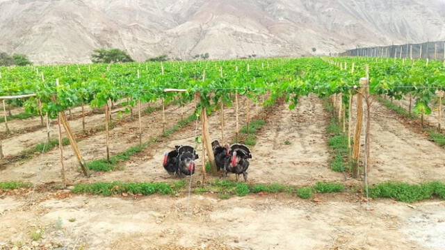 Reservorios servirán para irrigación de cultivos de uva, entre otros. Foto: GRC.