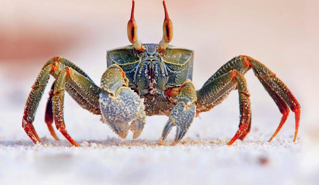 Si has soñado con cangrejos, debes tener en cuenta todos los detalles para una correcta interpretación. Foto: robotitus