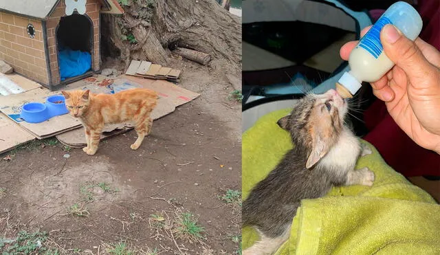 El parque Ramón Castilla alberga alrededor de 50 a 60 gatitos, los cuales son abandonados desde temprana edad. Fotos: Organización Gatos Ramón Castilla.