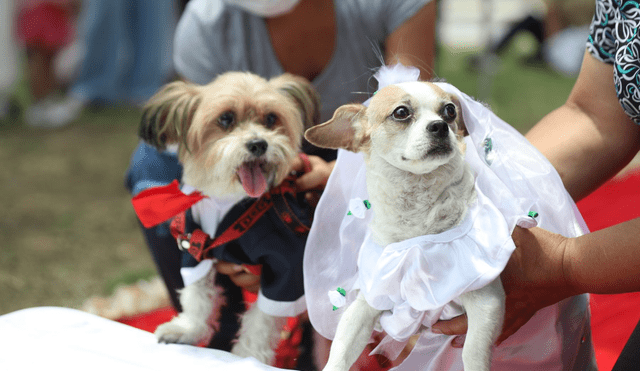 Una pareja de perros vestida de manera alusiva a su boda canina. Foto: Referencial/Andina-Carla Patiño