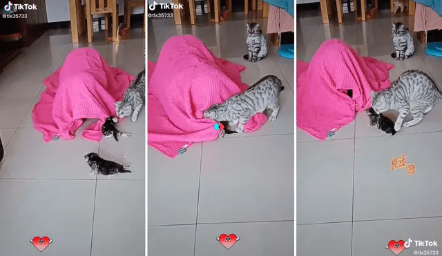 El muchacho comenzó a meter a dos gatitos dentro de la sábana y la madre no permitió que le arrebataran al último de sus peluditos. Foto: captura de TikTok