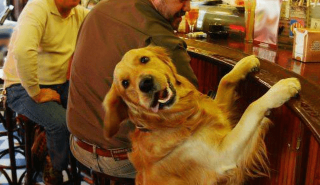 En Perú, más de la mitad de las familias tienen una mascota canina o felina en casa. Foto: Municipalidad de Miraflores