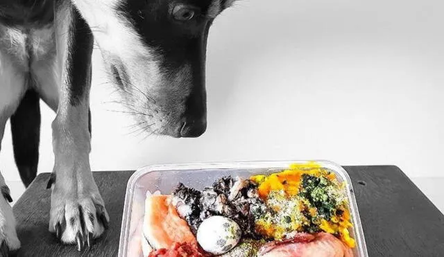 En la actualidad, los canes pueden comer diversas carnes. Foto: chefsanddogs