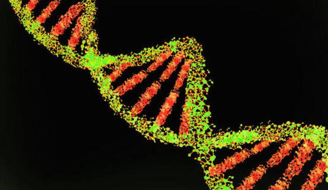 “Terminar de verdad la secuencia del genoma humano ha sido como ponerse unas gafas nuevas”, señala el principal autor del estudio. Foto: University of Melbourne
