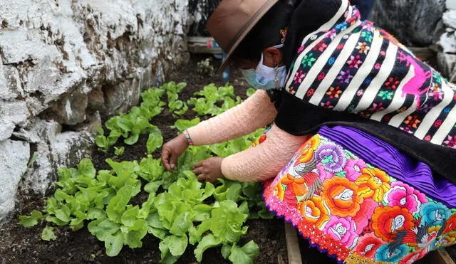 Las familias usuarias tienen módulos de riego tecnificado, huertos de hortalizas, parcelas con siembra de semillas mejoradas, módulos de apicultura, entre otros, gracias al proyecto Haku Wiñay. Foto: Midis