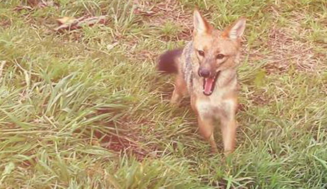 Se espera que el zorro andino tenga crías con una hembra de su especie, también rescatada de los traficantes de especies silvestres. Foto: Serfor