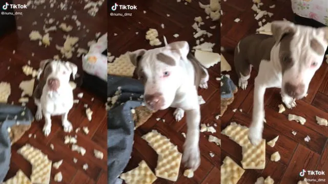 El cachorro alzó la patita en reiteradas ocasiones. Foto: captura de TikTok