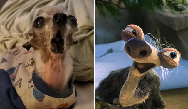 TikTok viral: perrito es comparado en TikTok con la abuelita de Sid en