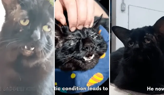 Los videos de los gatos triste acapararon la atención de más de dos millones de usuarios en redes sociales. Foto: captura de YouTube