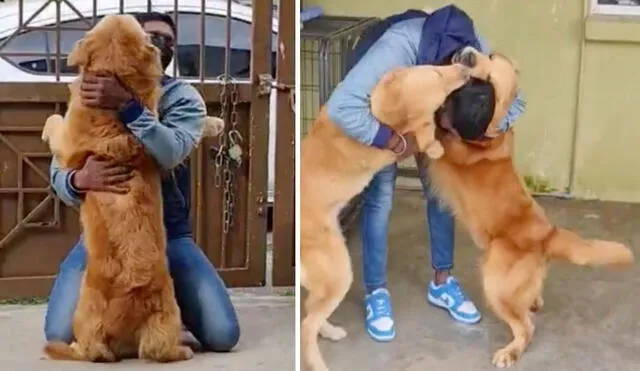 Unos perros demostraron su emoción al reencontrarse con su dueño, ya que lo abrazaron y llenaron de caricias. Foto: captura de YouTube