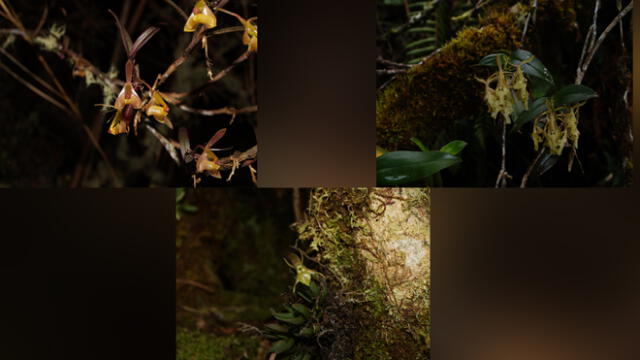 Tres de las seis nuevas especies de orquídeas descubiertas en San Martín. Foto: Sernanp.