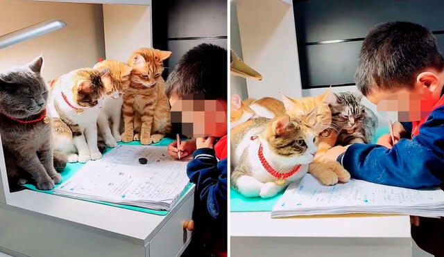 Una madre ingresó a la habitación de su menor hijo, pero no imaginó que se llevaría una tierna sorpresa al verlo con sus mascotas. Foto: captura de Facebook