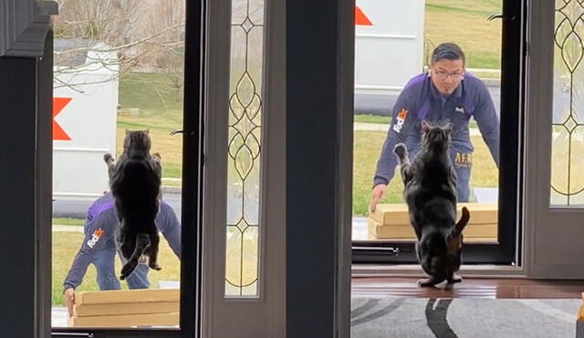 El minino sorprendió con su salto al repartidor, quien terminó asustado del animalito. Foto: captura de TikTok