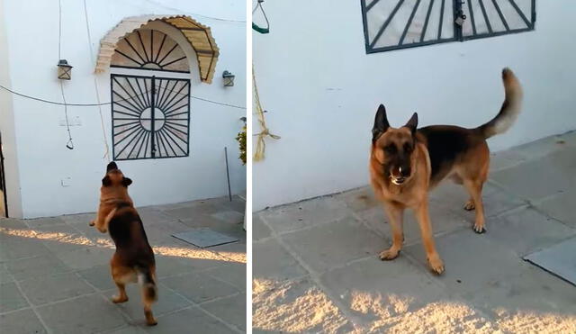 Los colaboradores del lugar colocaron unas cuerdas de gran tamaño para que el can pudiera cumplir su misión sin problemas. Foto: captura de Facebook