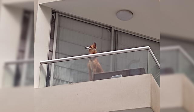 El can fue encerrado en el balcón de un departamento. Foto: Cizem/Twitter