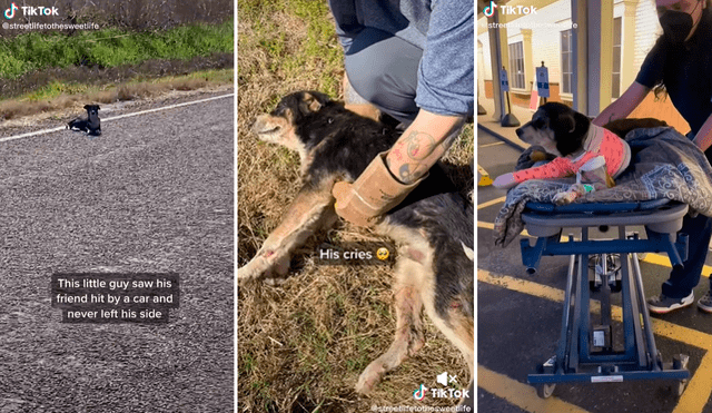 El perrito caminó hasta la carretera para buscar ayuda para su mejor amigo. Foto: captura de TikTok