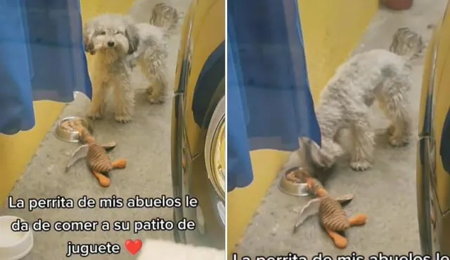 La viral escena protagonizada por la perrita Pelusa conmovió a miles de usuarios en las redes sociales. quienes reaccionaron con divertidos comentarios. Foto: captura de TikTok