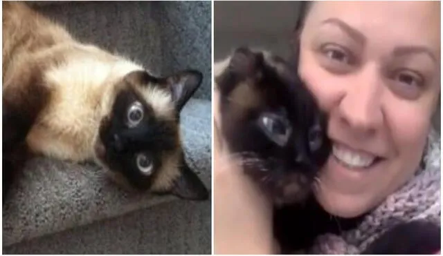 Mujer encuentra a su gatita perdida después de 5 años gracias a microchip. Foto: captura de YouTube.