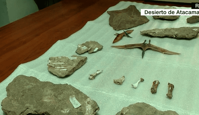 Los restos pertenecen a los antiguos reptiles voladores con una gran envergadura que se alimentaban al filtrar agua mediante los dientes largos y delgados, parecidos a los flamencos. Foto: captura de video / CNN