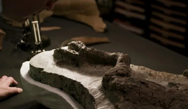El descubrimiento del muslo del thescelosaurus, así como las primeras impresiones de los científicos, ha sido filmado para un documental de la BBC titulado “Dinosaurs: The Final Day”. Foto: captura de pantalla / BBC