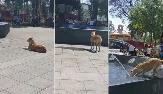 La viral escena cautivó a miles de usuarios en las redes, quienes pidieron ver más contenido del perrito callejero. Foto: captura de TikTok
