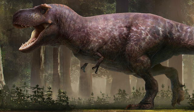 Haciendo una analogía de las proporciones del T. Rex con el ser humano, es como si un hombre de 1.80 metros de altura tuviera brazos de apenas 13 centímetros. Foto: RJ Palmer / Twitter