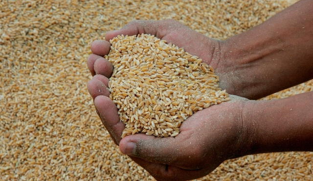 El precio de los cereales aumentó en un 17,1% en marzo. Foto: Andina.