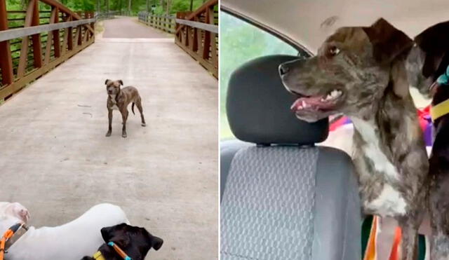 La emotiva historia de este perrito logró volverse viral en las redes sociales. Foto: captura de TikTok